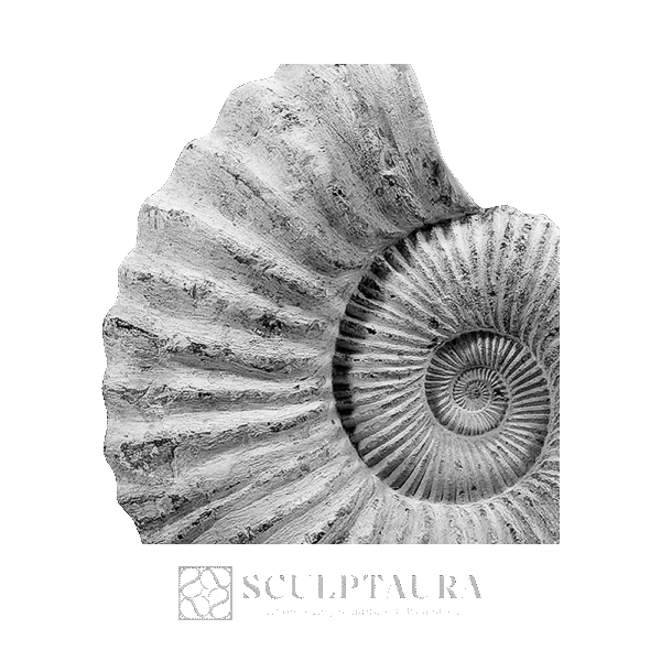 Large Ammonite Mounted on a Limestone Base - Picture 1