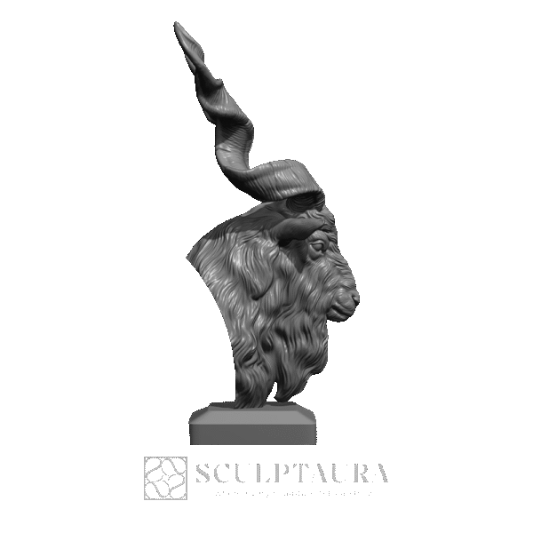 Markhor Head - Picture 4